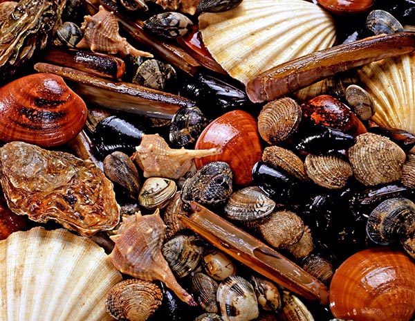 Shrimp, Scallops & Shellfish